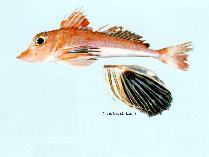 Image of Lepidotrigla grandis (Supreme gurnard)