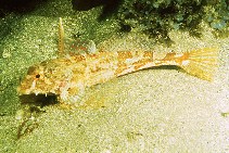 Image of Leiocottus hirundo (Lavender sculpin)