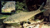 Image of Leuciscus leuciscus (Common dace)