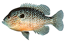 Image of Lepomis megalotis (Longear sunfish)