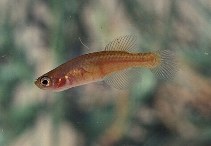 Image of Notholebias minimus (Barredtail pearlfish)