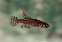 Image of Notholebias minimus (Barredtail pearlfish)