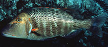 Image of Lethrinus miniatus (Trumpet emperor)