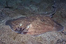 Image of Leucoraja naevus (Cuckoo ray)