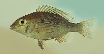 Image of Lethrinus nebulosus (Spangled emperor)