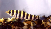 Image of Leporinus octofasciatus 