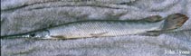 Image of Lepisosteus oculatus (Spotted gar)