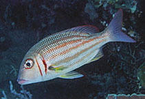 Image of Lethrinus ornatus (Ornate emperor)