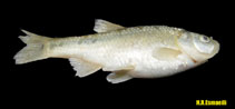 Image of Acanthobrama persidis (Persian chub)