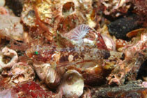 Image of Lebetus scorpioides (Diminutive goby)