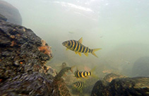 Image of Leporinus tigrinus 