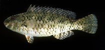 Image of Leptoscarus vaigiensis (Marbled parrotfish)