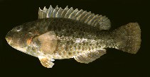 Image of Leptoscarus vaigiensis (Marbled parrotfish)