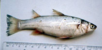 Image of Planiliza abu (Abu mullet)