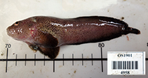 Image of Liparis gibbus (Variegated snailfish)