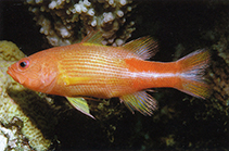 Image of Liopropoma multilineatum (Manyline perch)