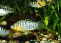 Image of Limia nigrofasciata (Blackbarred limia)