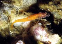 Image of Microlipophrys nigriceps (Black-headed blenny)