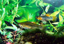 Image of Limia tridens (Tiburon Limia)