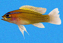 Image of Lipogramma trilineata (Threeline basslet)