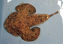 Image of Lophius americanus (American angler)