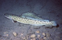 Image of Lota lota (Burbot)