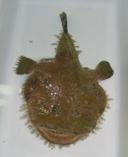 Image of Lophiomus setigerus (Blackmouth angler)