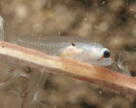 Image of Lobulogobius morrigu (Seapen goby)