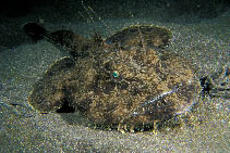 Image of Lophius piscatorius (Angler)