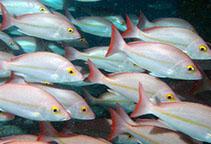 Image of Lutjanus adetii (Yellow-banded snapper)