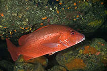 Image of Lutjanus agennes (African red snapper)