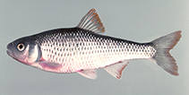 Image of Luxilus albeolus (White shiner)