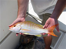 Image of Lutjanus ambiguus (Ambiguous snapper)