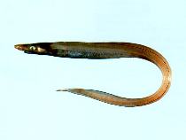 Image of Lumiconger arafura (Luminous conger)