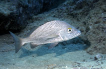 Image of Haemulon scudderii (Grey grunt)