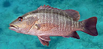 Image of Lutjanus argentimaculatus (Mangrove red snapper)