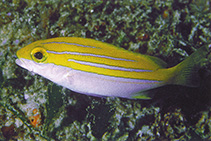 Image of Lutjanus bengalensis (Bengal snapper)