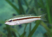 Image of Lutjanus biguttatus (Two-spot banded snapper)