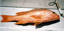 Image of Lutjanus colorado (Colorado snapper)