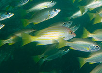 Image of Lutjanus dodecacanthoides (Sunbeam snapper)