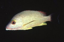 Image of Lutjanus fulvus (Blacktail snapper)