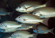 Image of Lutjanus fulgens (Golden African snapper)