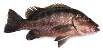 Image of Lutjanus goldiei (Papuan black snapper)