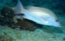 Image of Lutjanus goreensis (Gorean snapper)