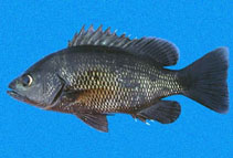 Image of Lutjanus jordani (Jordan\