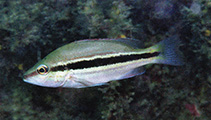 Image of Lutjanus lemniscatus (Yellowstreaked snapper)