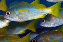 Image of Lutjanus lutjanus (Bigeye snapper)