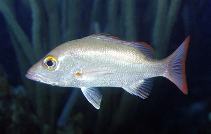 Image of Lutjanus mahogoni (Mahogany snapper)