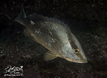 Image of Lutjanus malabaricus (Malabar blood snapper)