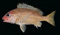 Image of Lutjanus notatus (Bluestriped snapper)